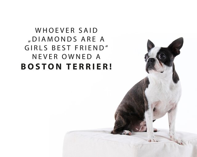 Wandtattoo Boston Terrier girls best friend