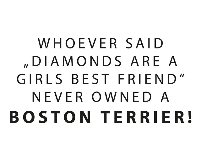 Wandtattoo "Boston Terrier girls best friend"