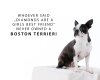 Wandtattoo "Boston Terrier girls best friend"