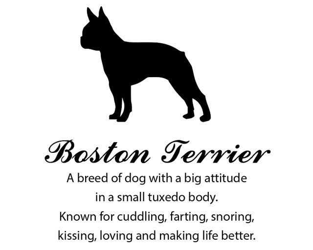 Wandtattoo Boston Terrier