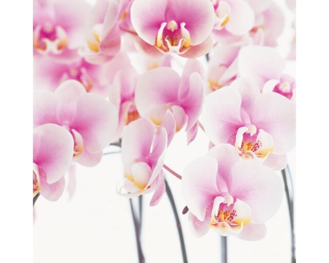 Fliesenaufkleber "Orchideen"